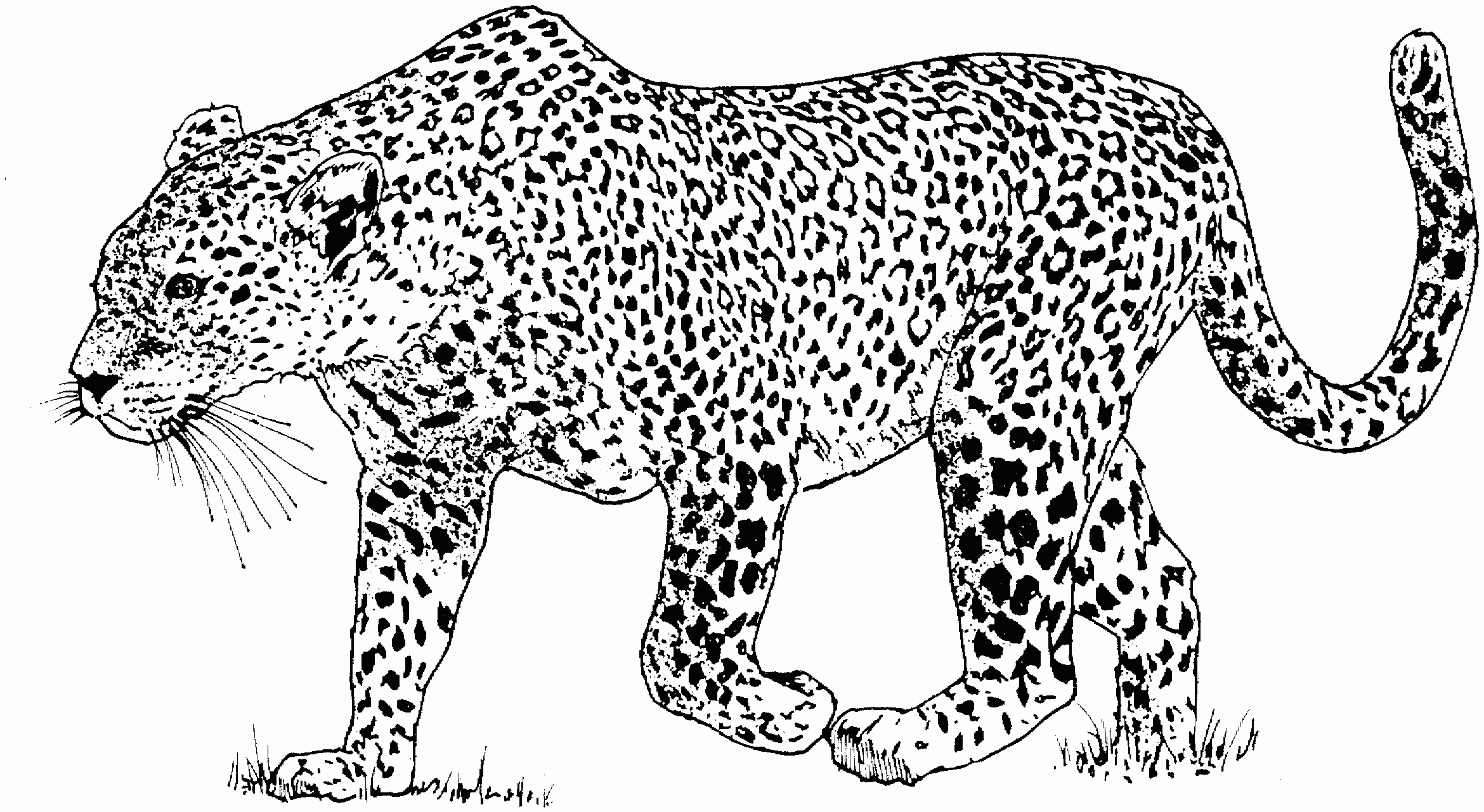 Leopard Coloring Pages