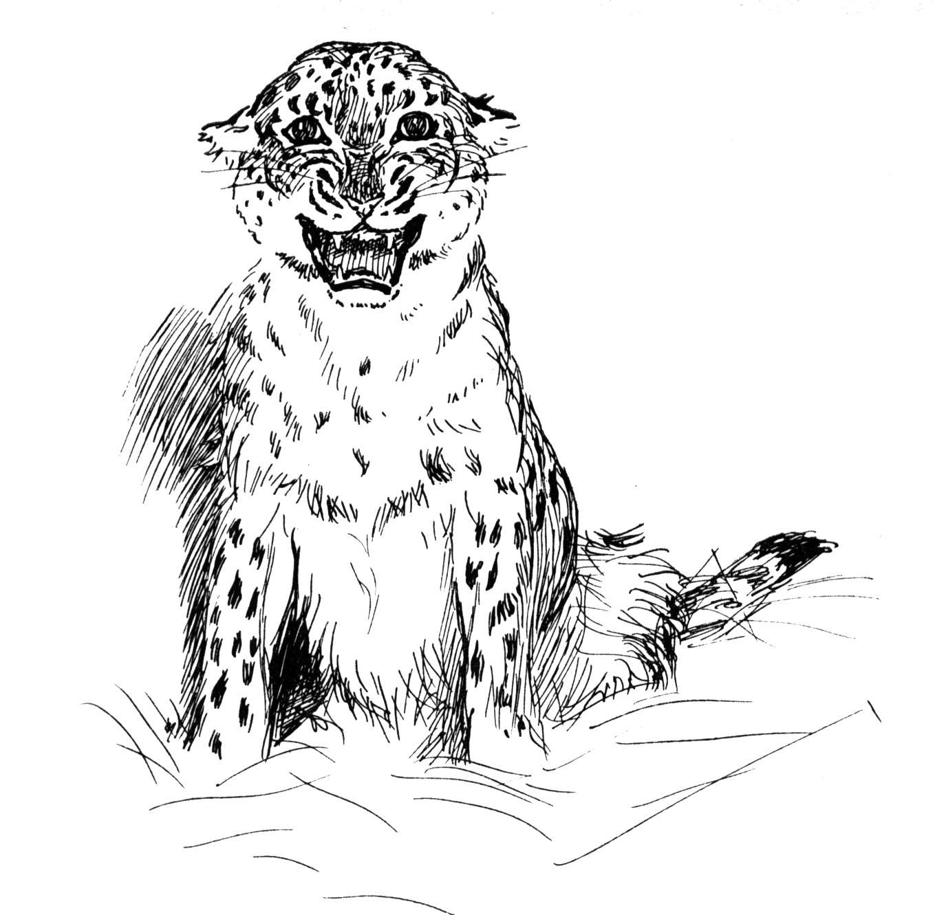 Leopard Coloring Pages Coloring Home