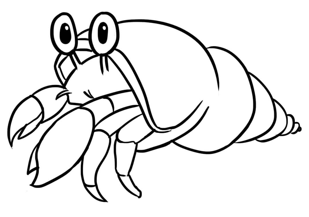 Little Cute Hermit Crab