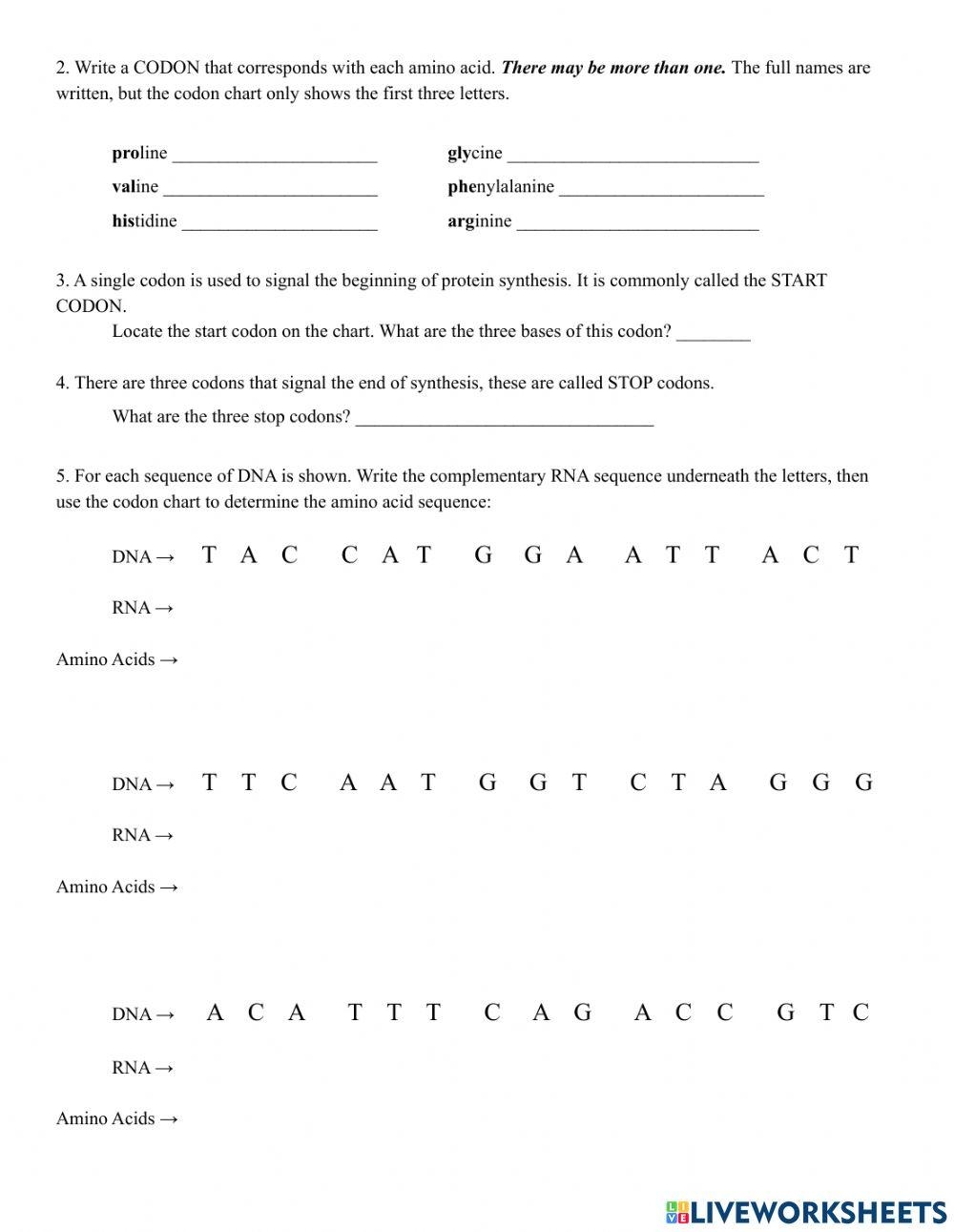 codon worksheet