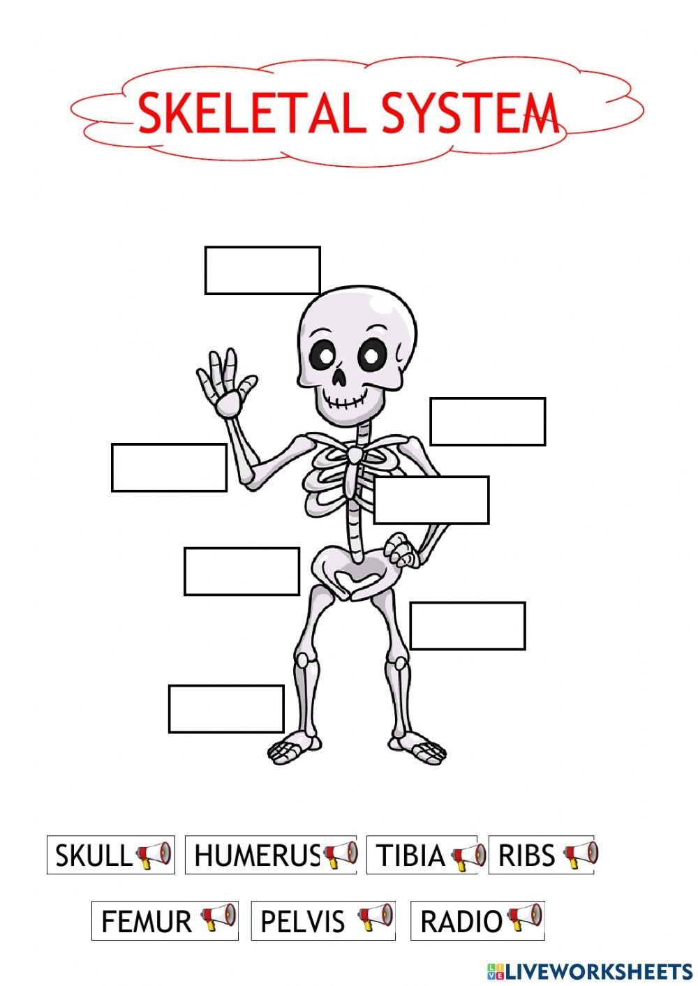 My Skeleton Free Worksheet SKOOLGO Worksheets Library