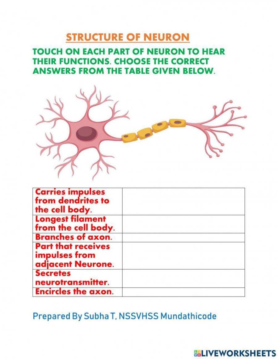 Neuron Structure And Function Worksheet Printable PDF Template