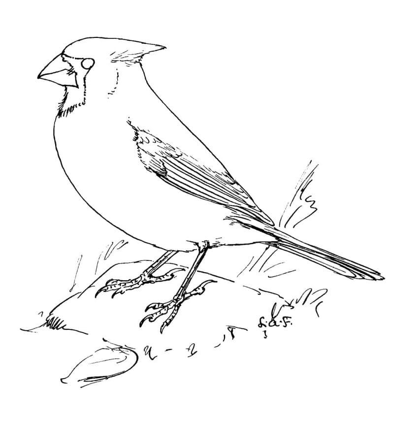 Northern Cardinal Coloring Page Free Printable Coloring Pages For Kids