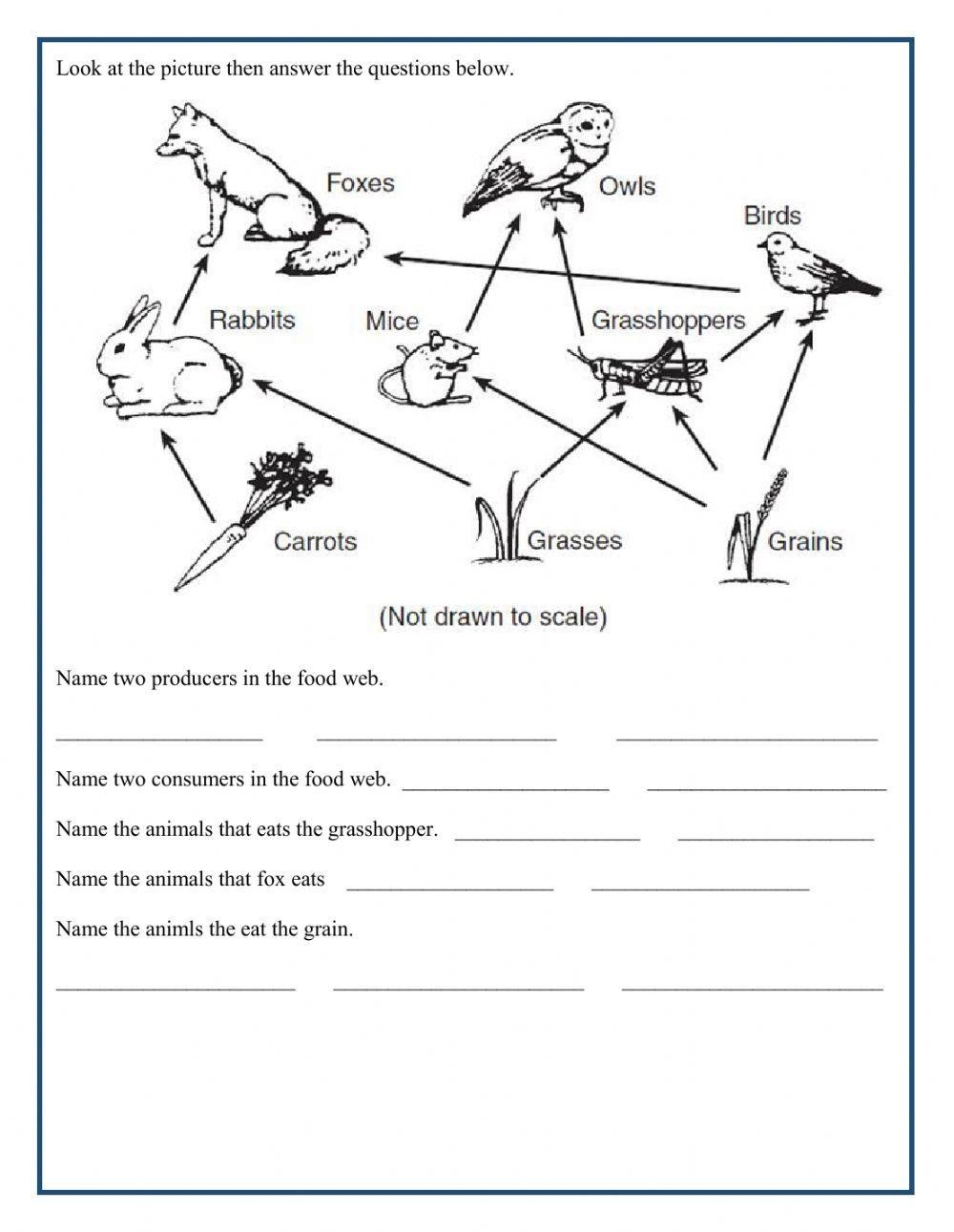 Ocean Food Chain Cut And Paste Worksheet Teach Starter Worksheets 