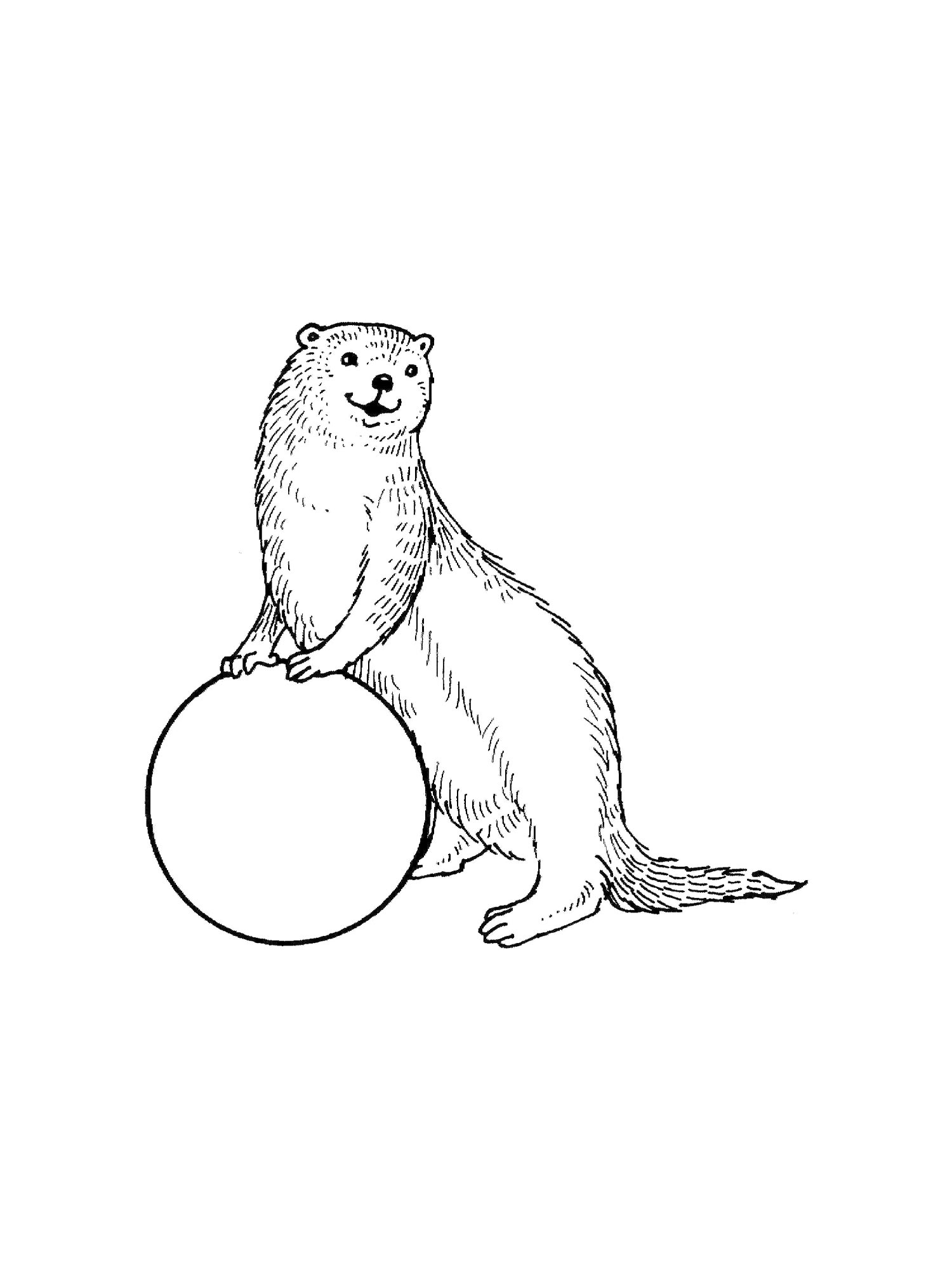 Otter Coloring Pages