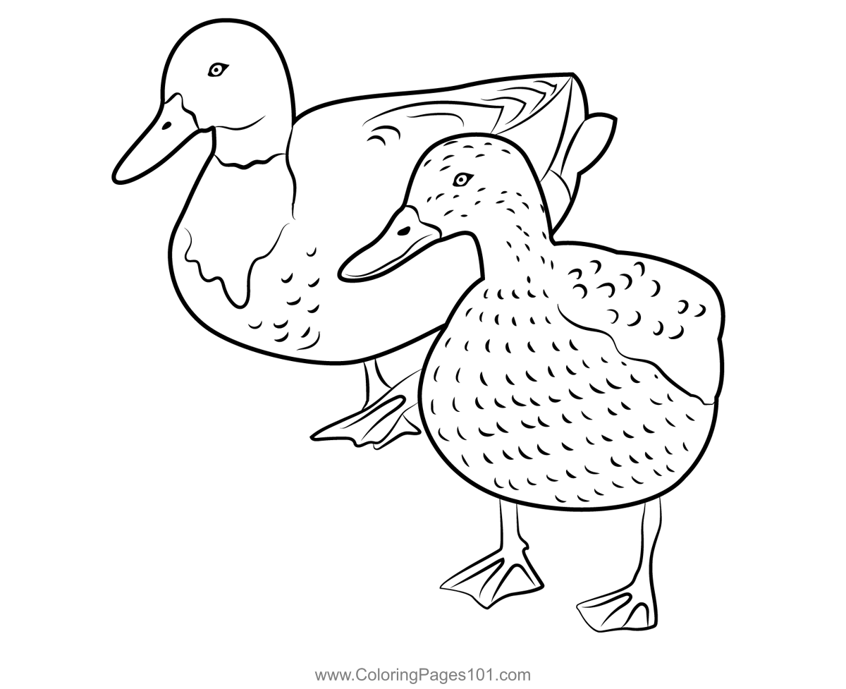Pair Of Ducks Coloring Page For Kids Free Ducks Printable Coloring 