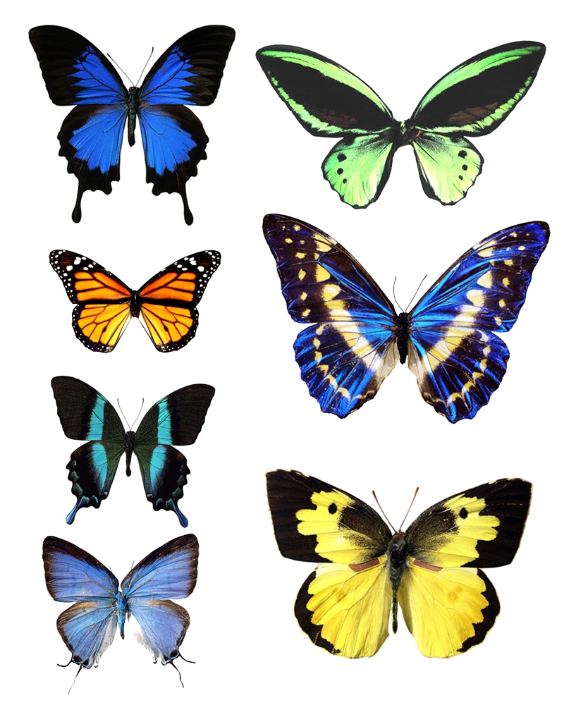 Patterns On Butterfly Wings ClipArt Best