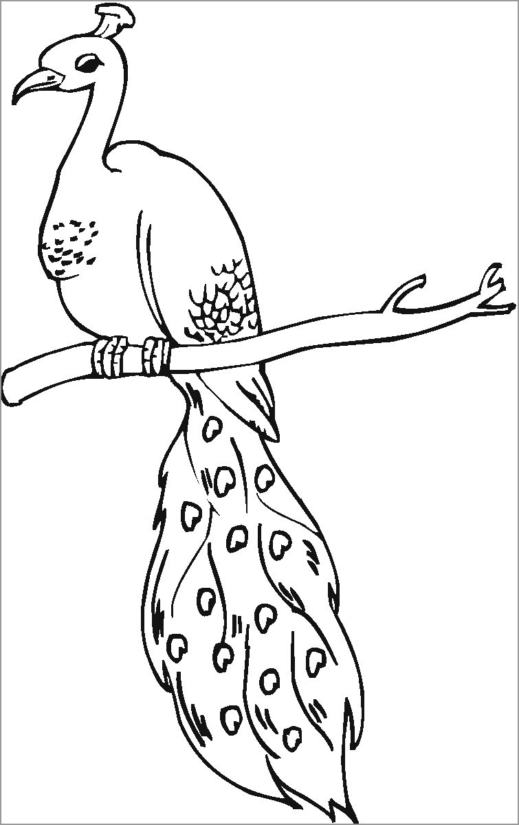 Peacock Coloring Pages ColoringBay