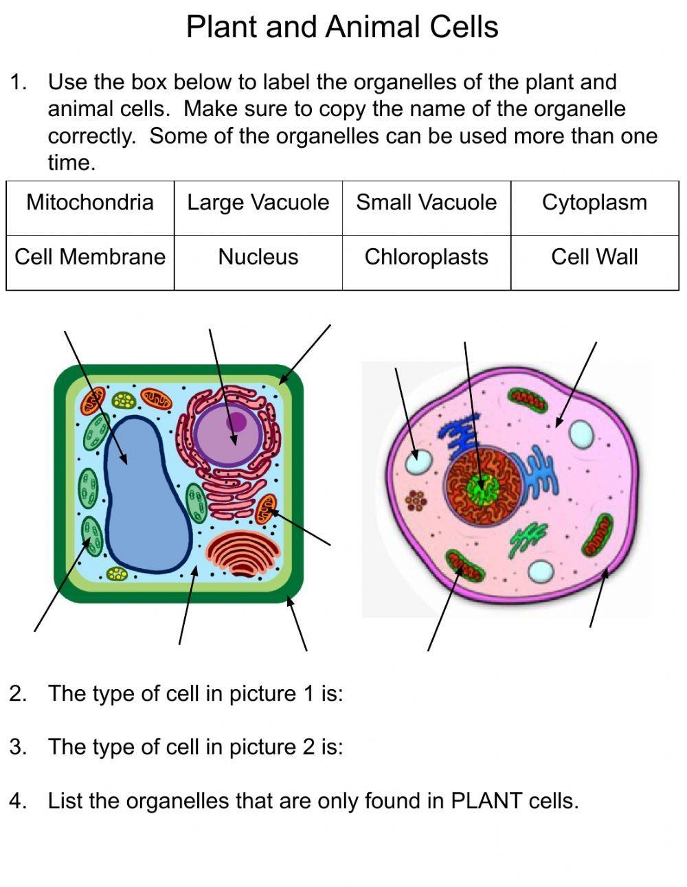 Plant And Animal Cells Online Exercise Live Worksheets Worksheets 