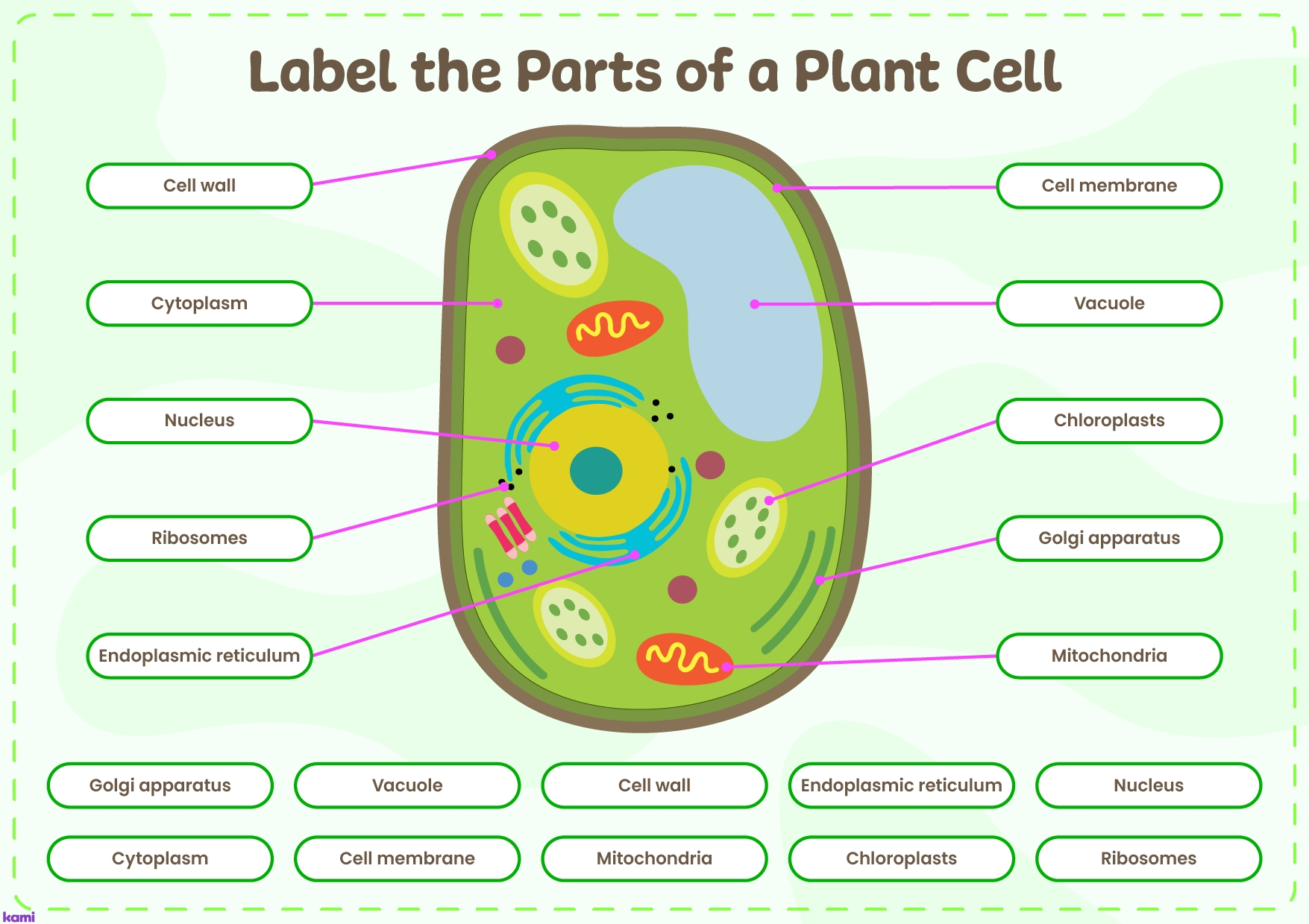 Plant Cell Labeling Activity For 6th 8th Grade Worksheets Library
