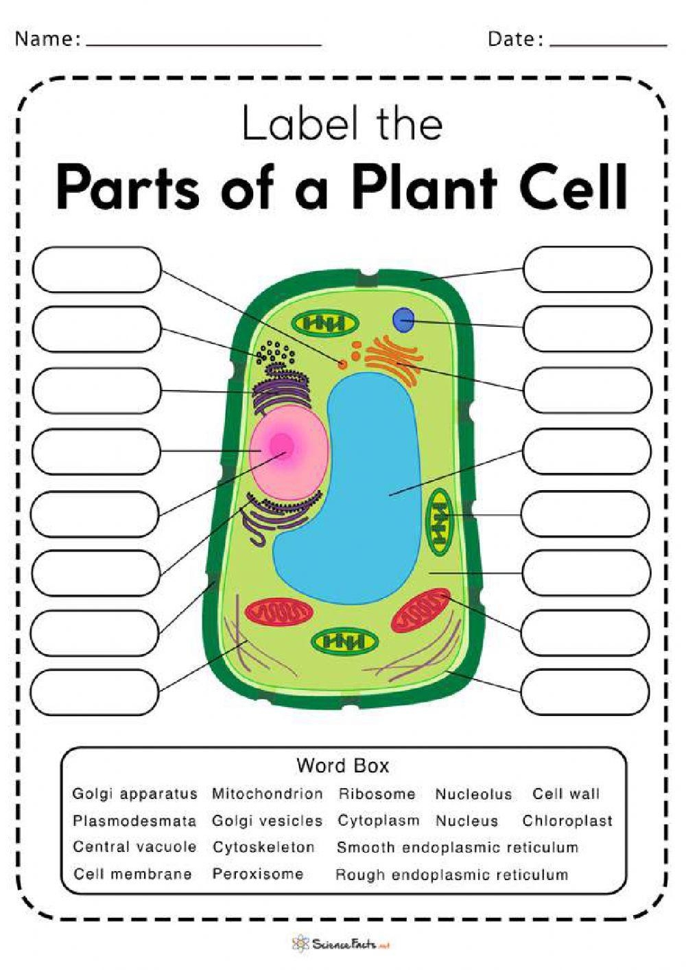 Plant Cell Labeling Worksheet Worksheet Live Worksheets Worksheets