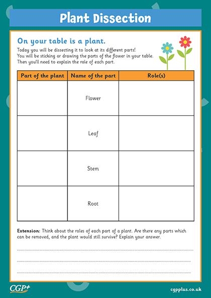 Plant Dissection Activity Year 3 CGP Plus Worksheets Library