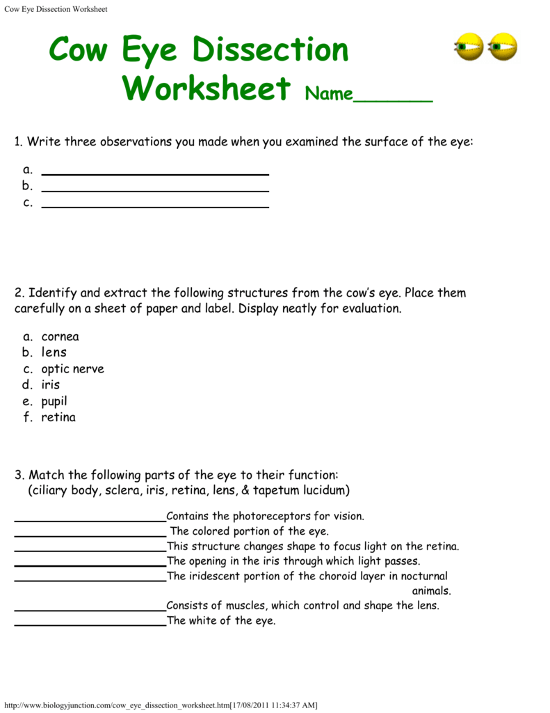PPT COW EYE DISSECTION PowerPoint Presentation Free Download 