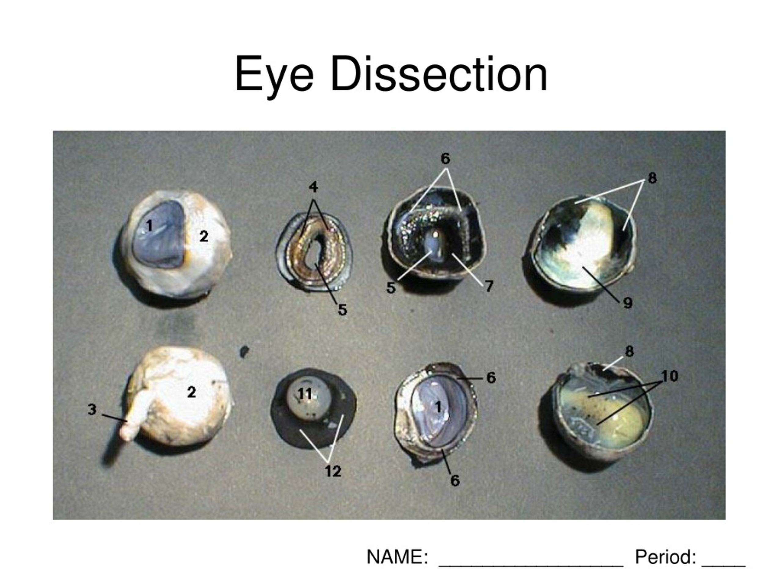 cow eye dissection worksheet