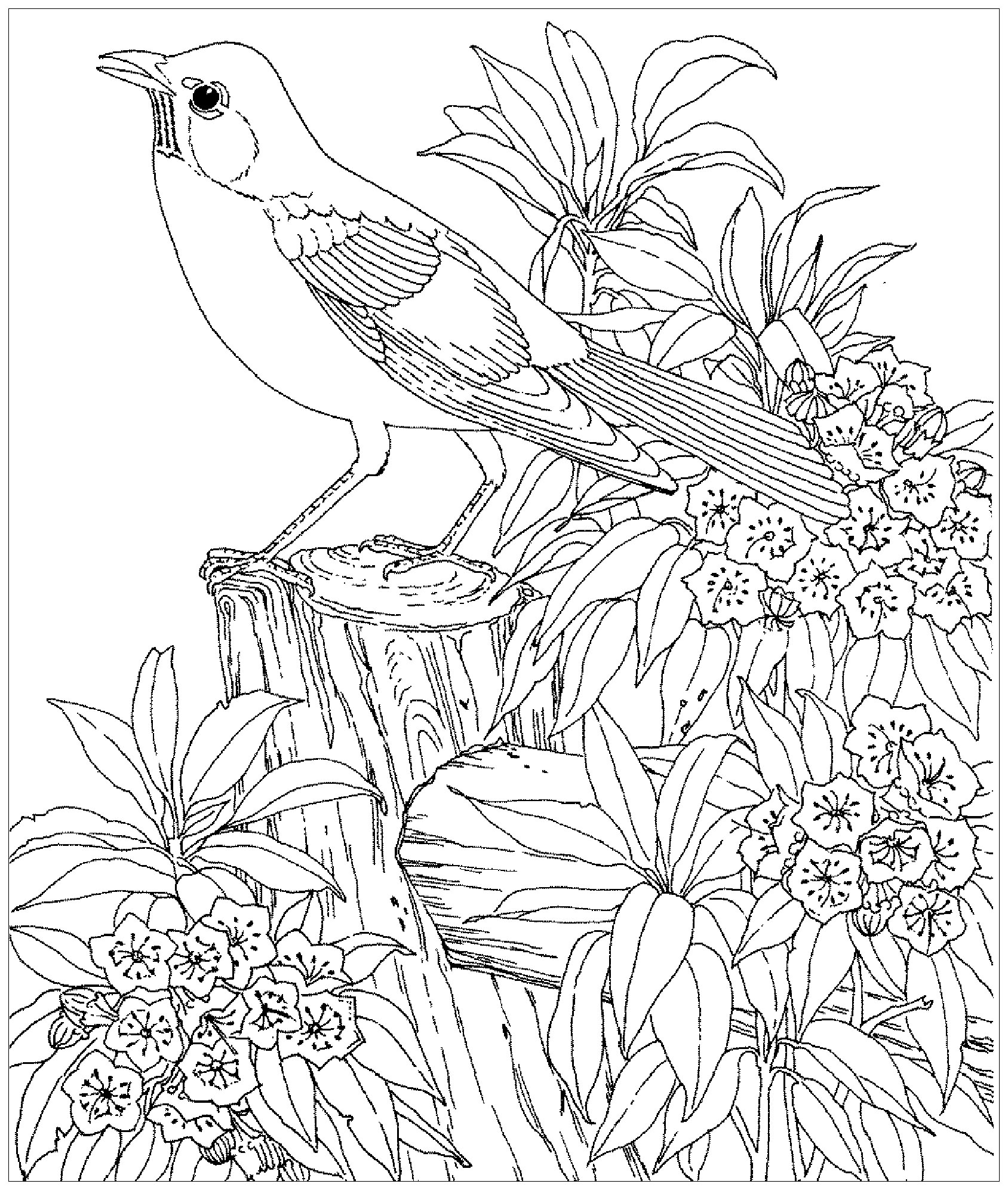 Printable Bird Colouring Pages