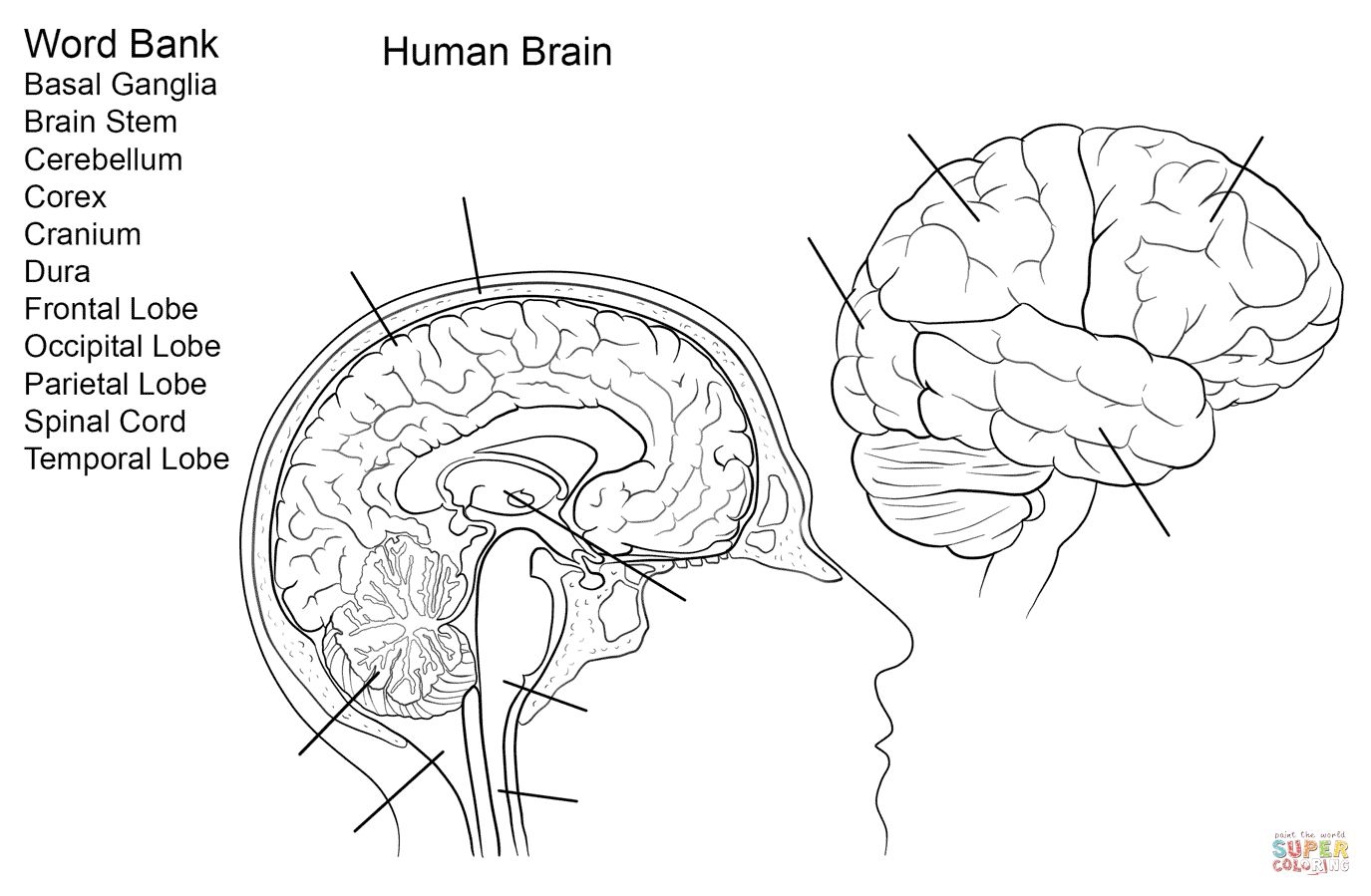 printable brain labeling worksheet