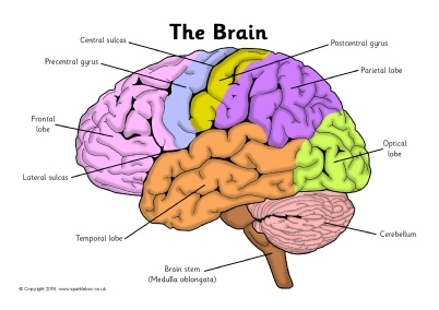 Printable Brain Labeling Worksheet