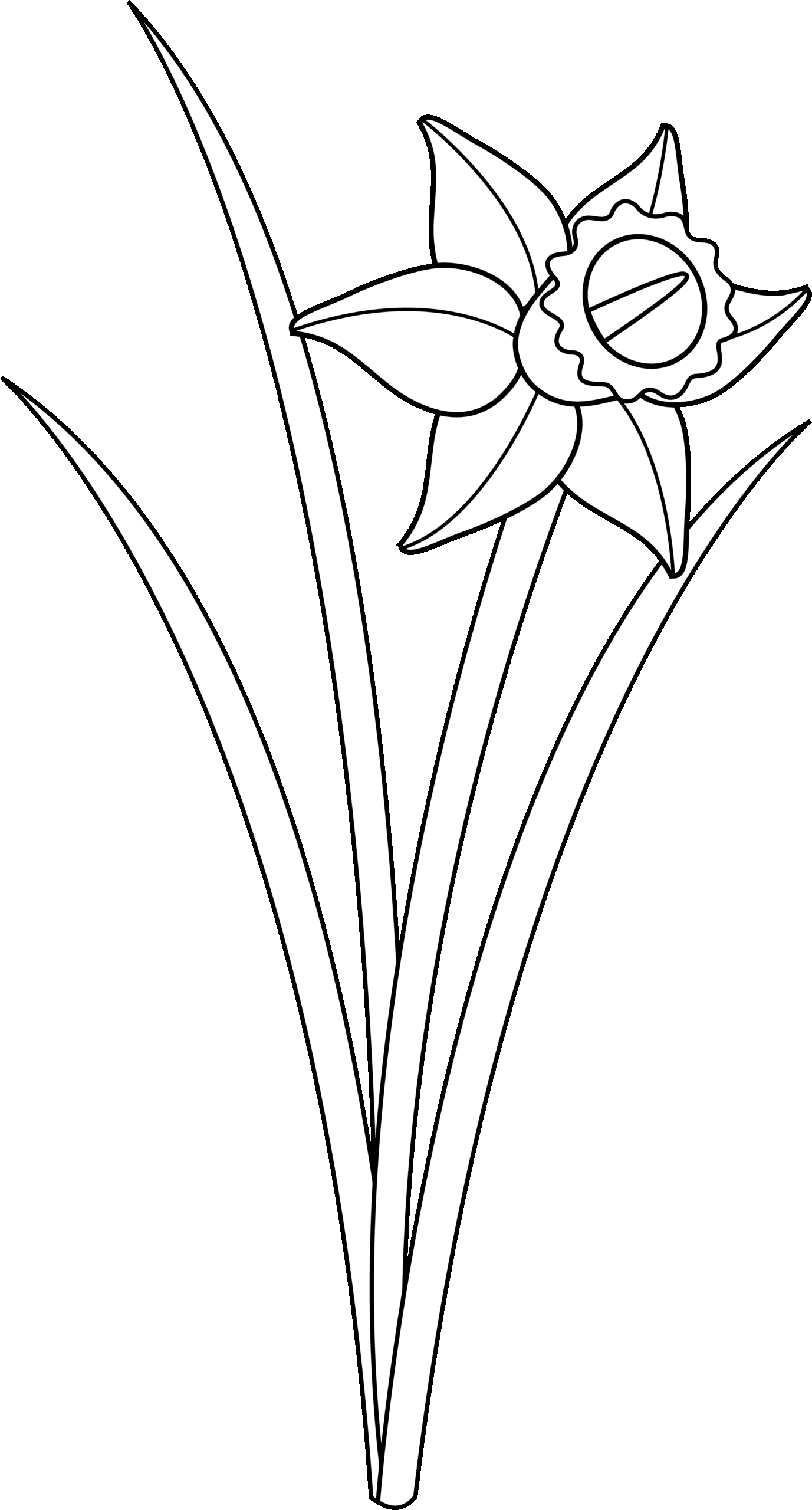 Printable Daffodil Outline Template Images
