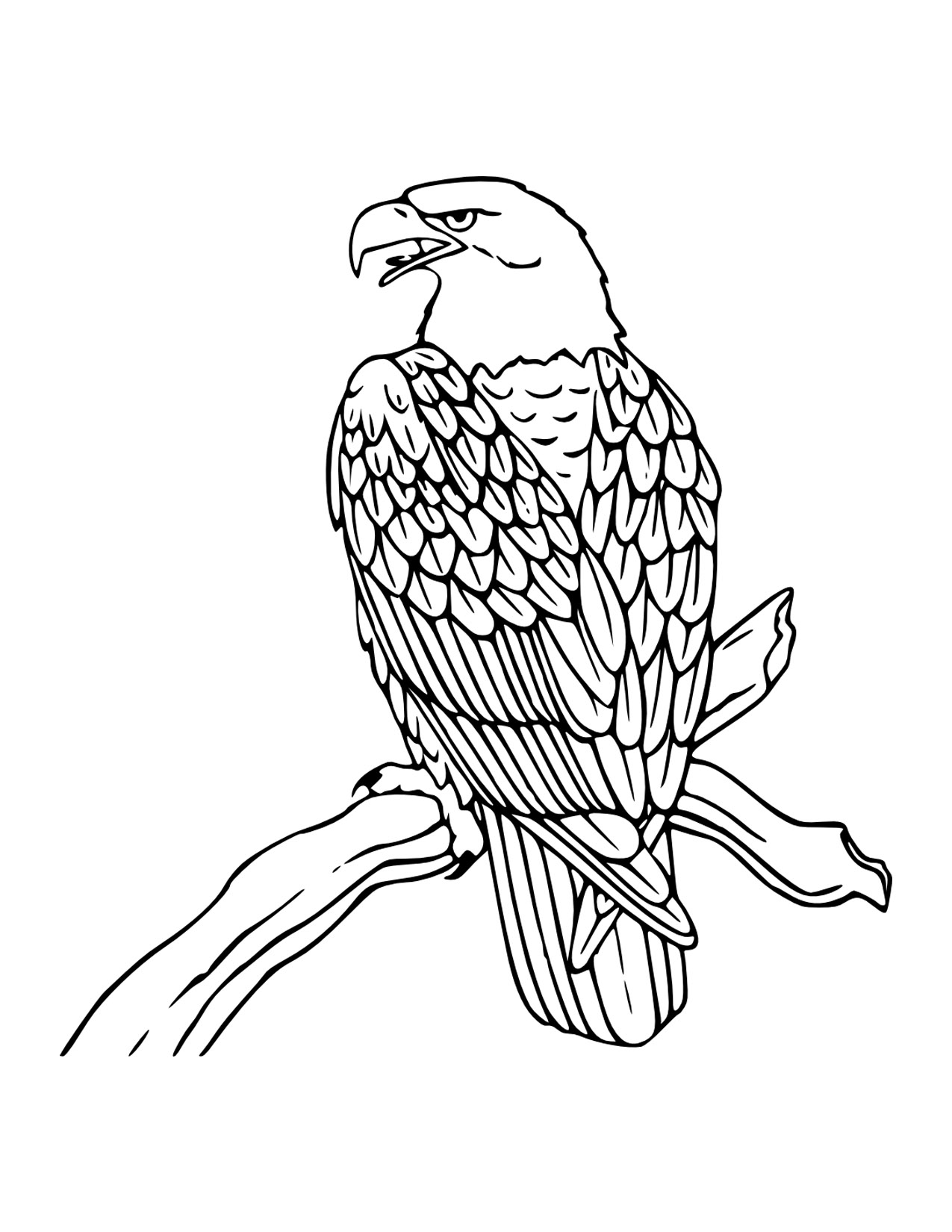 Printable Eagle Pictures