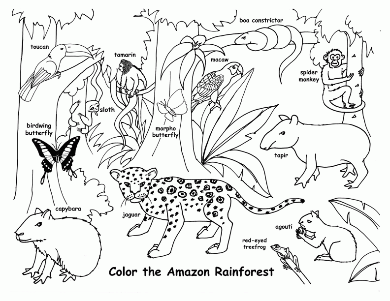 Rainforest Coloring Pages