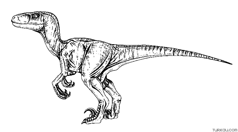 Raptor Dinosaur Coloring Pages Turkau
