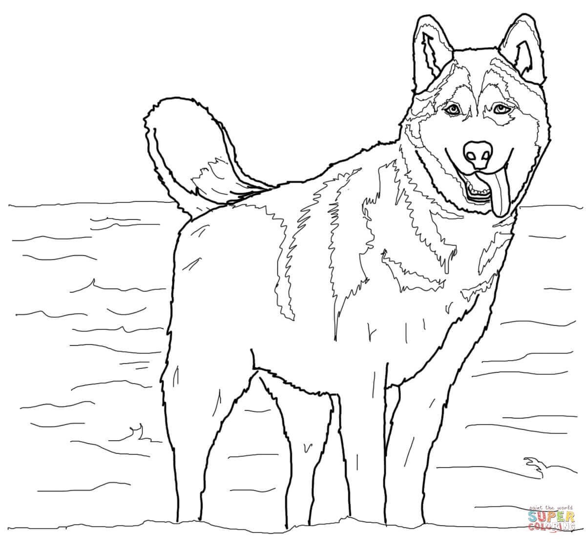 Siberian Husky Coloring Pages Coloring Home