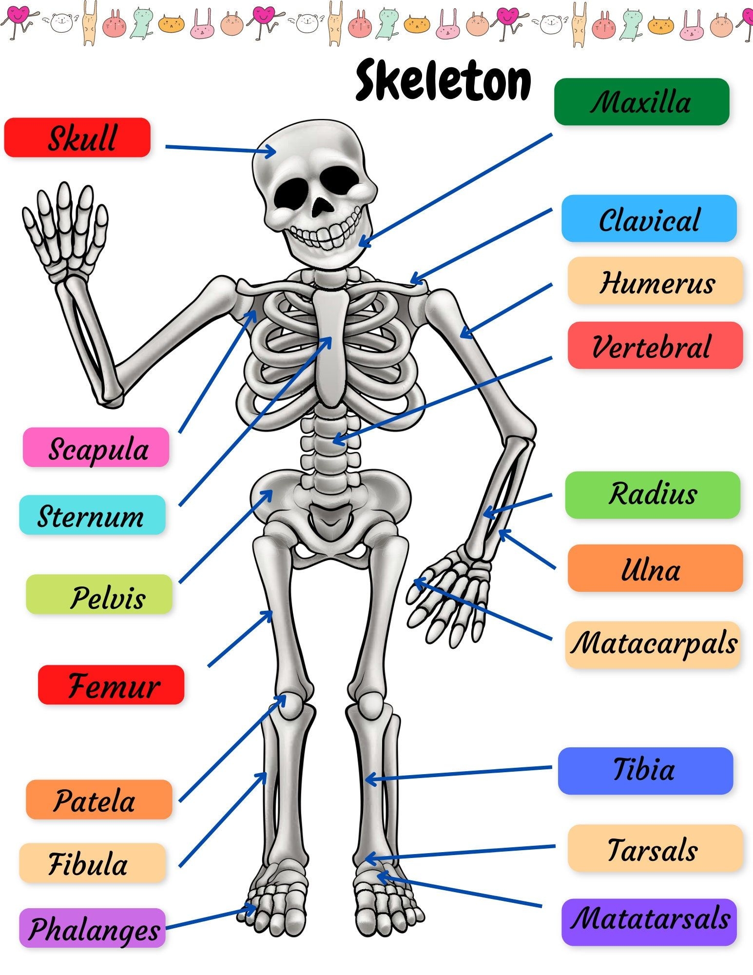 Skeletal System Practice Page Human Bones Activities Sheet Skeleton