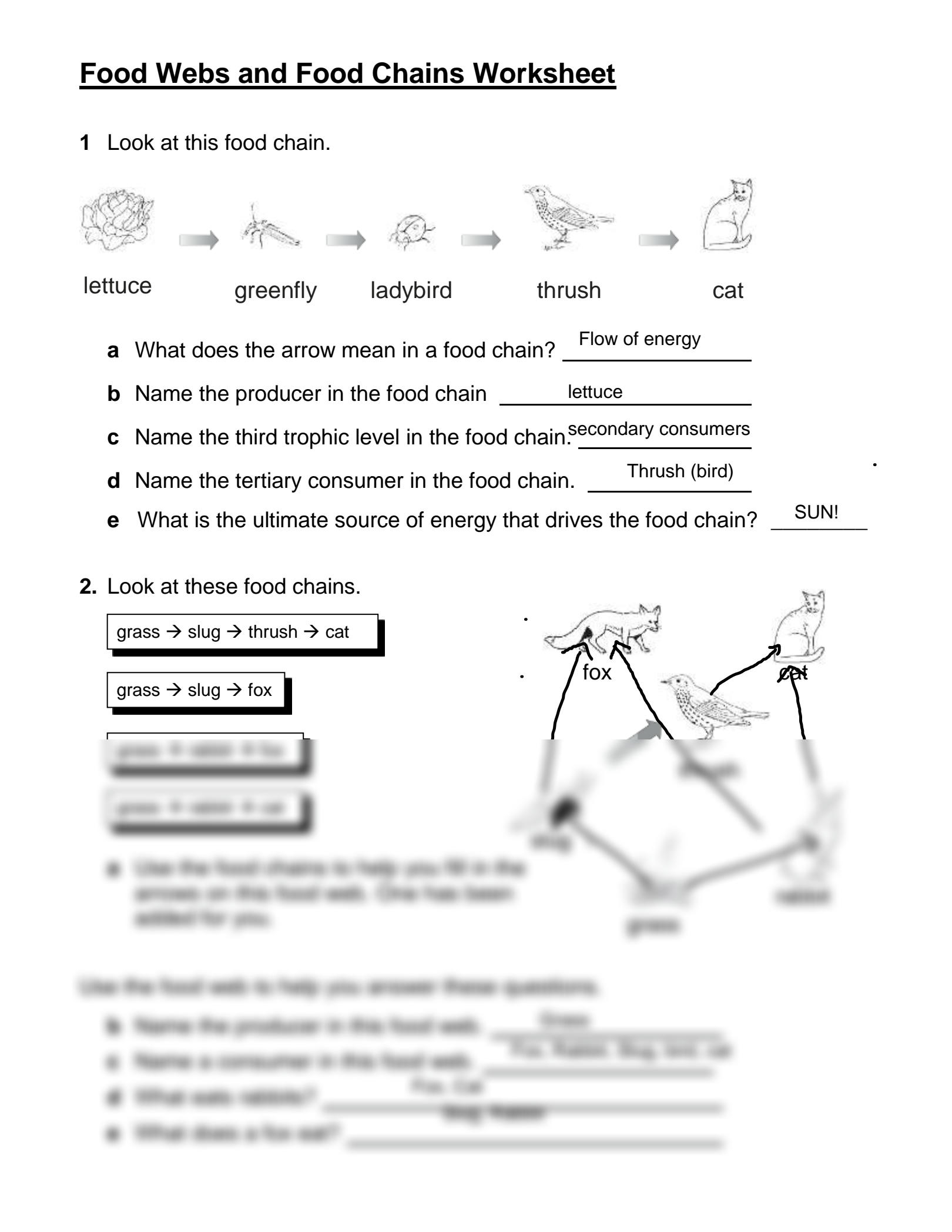 SOLUTION Answer Key Copy Of Food Webs And Food Chains Worksheet