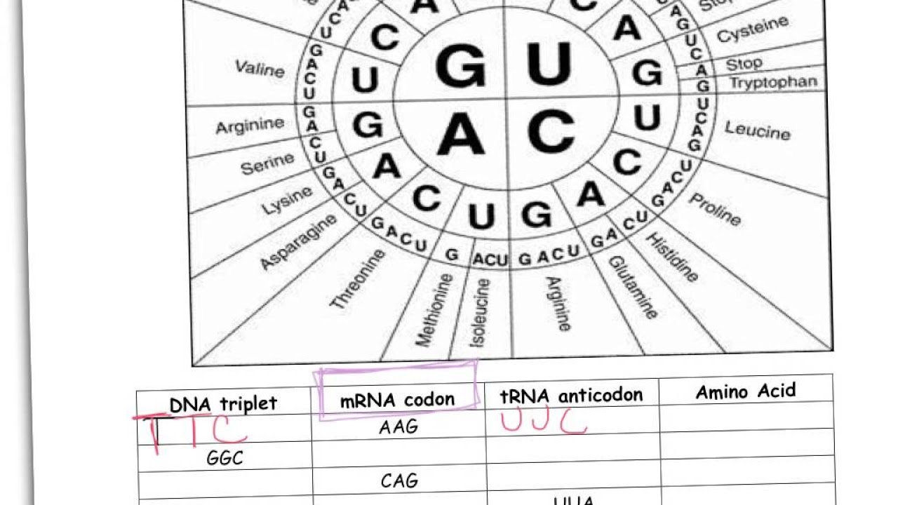 SOLUTION Codon Worksheet Answer Key Studypool Worksheets Library