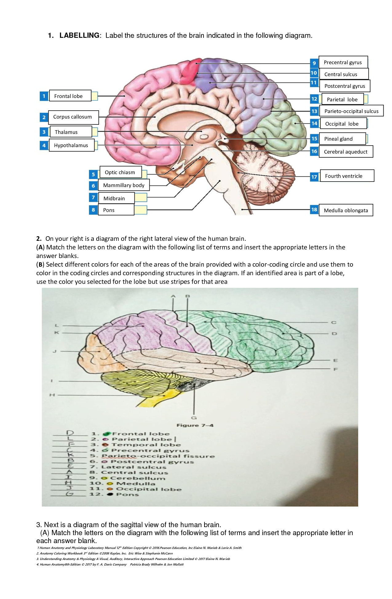 SOLUTION Worksheet 06 Nervous System Brain And Cranial Nerves 