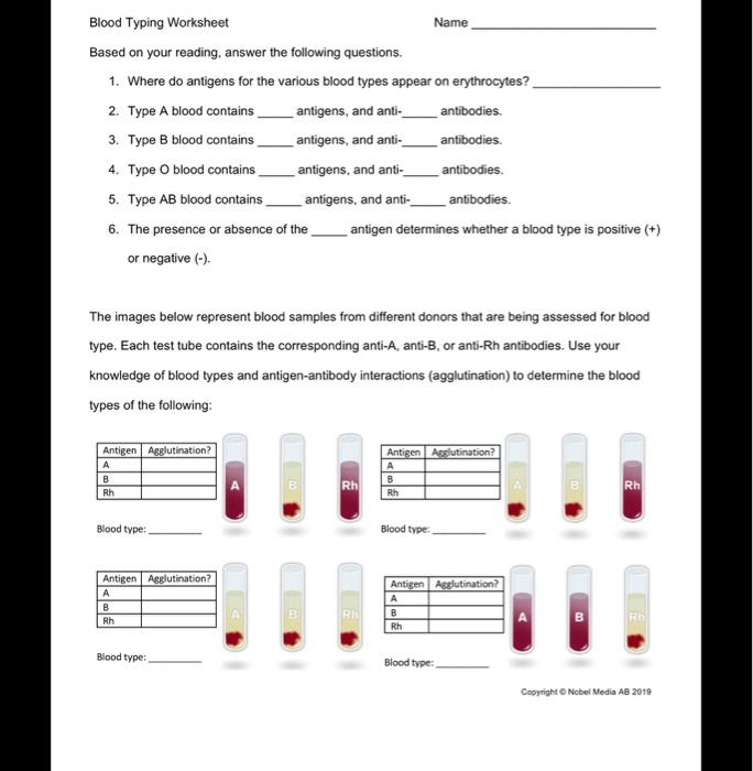 blood typing worksheet