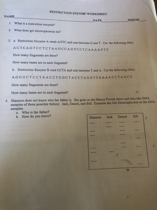 Solved RESTRICTION ENZYME WORKSHEET NAME DATE PERIOD 1 What