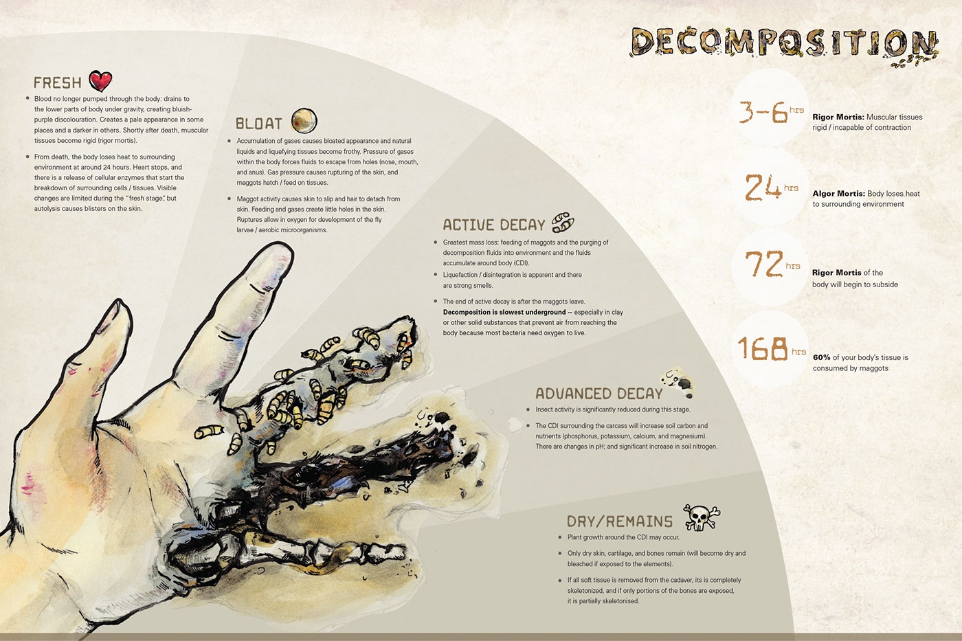 Stages Of Human Decomposition Worksheet Printable And Enjoyable Learning
