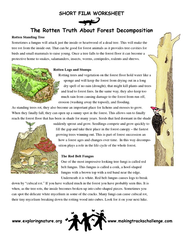 Stages Of Human Decomposition Worksheet