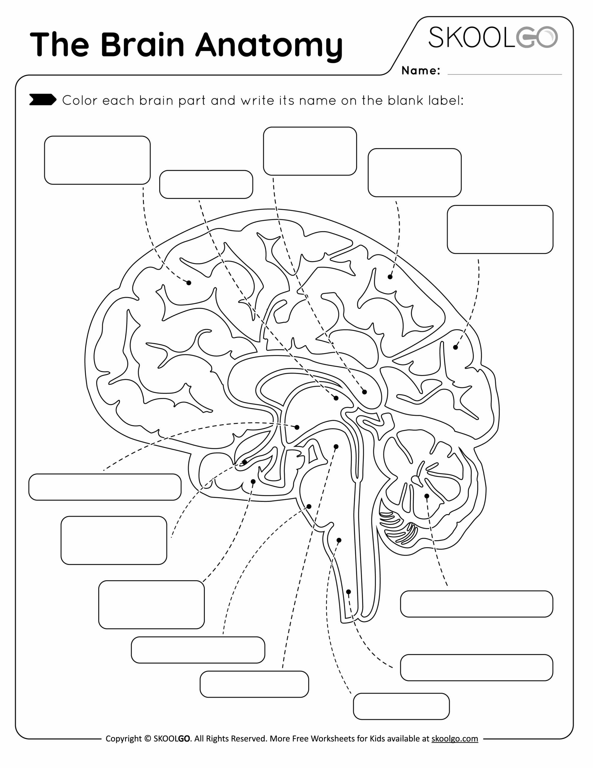 The Brain Anatomy Free Worksheet For Kids SKOOLGO Worksheets Library
