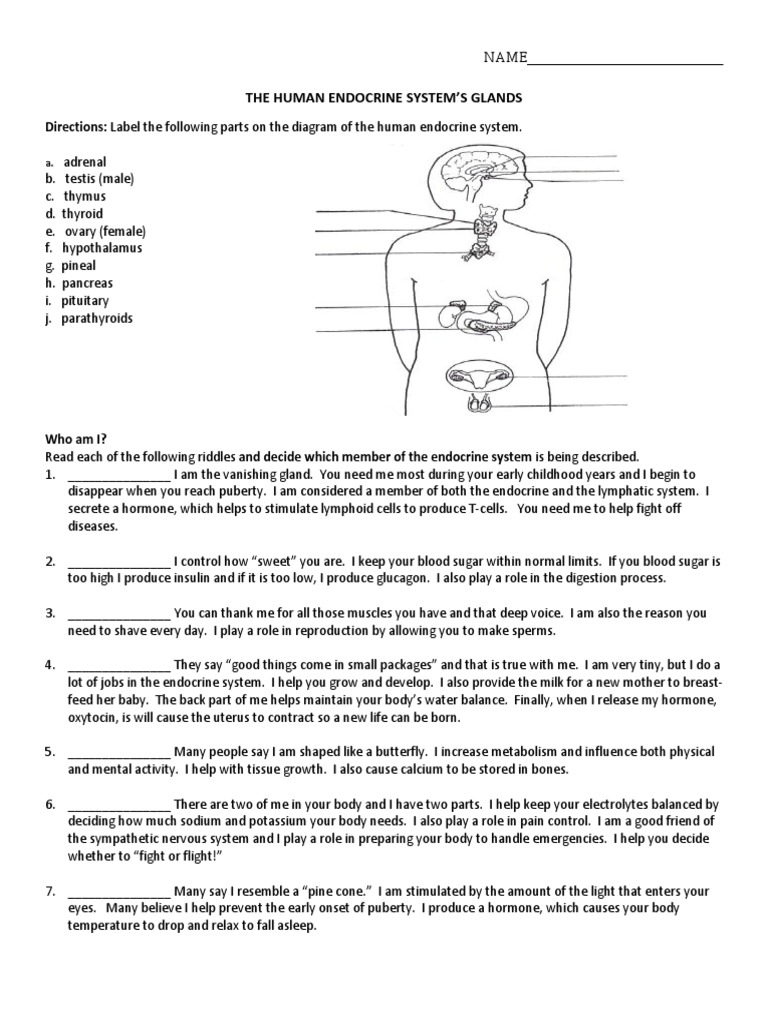 endocrine worksheet