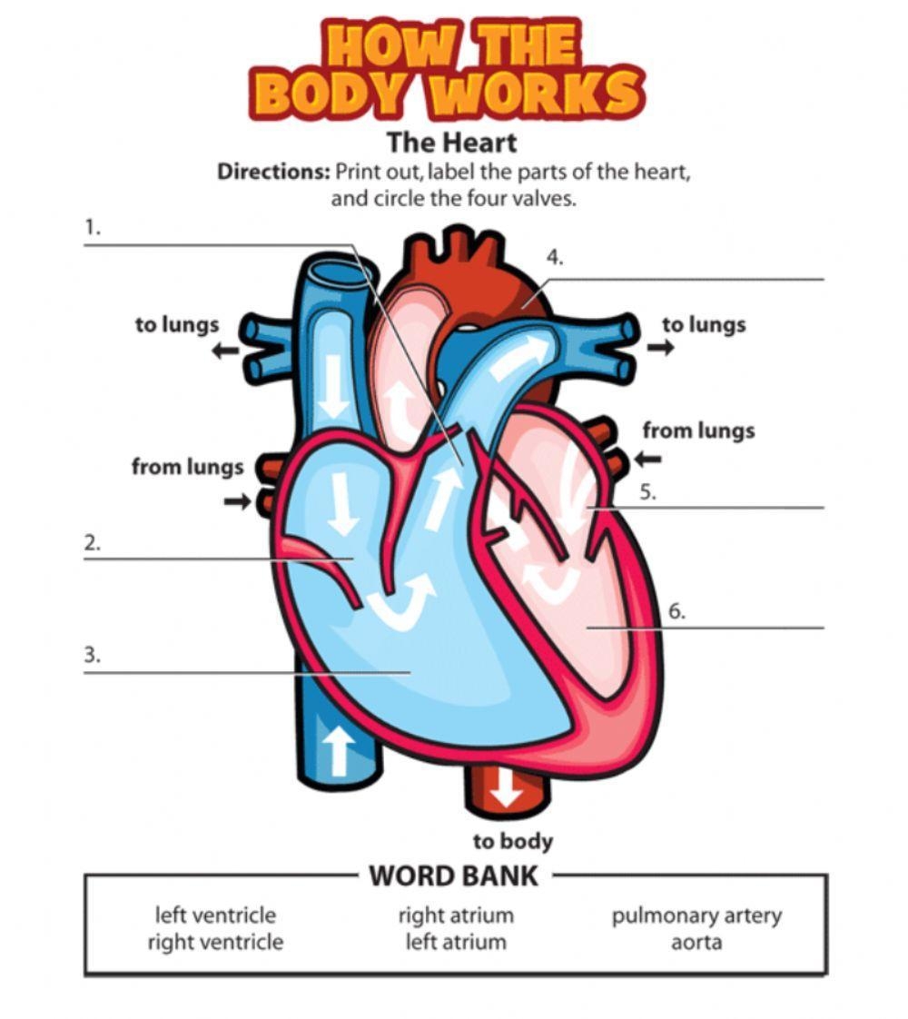 worksheet on heart