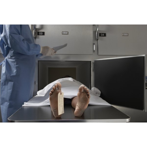stages of human decomposition worksheet