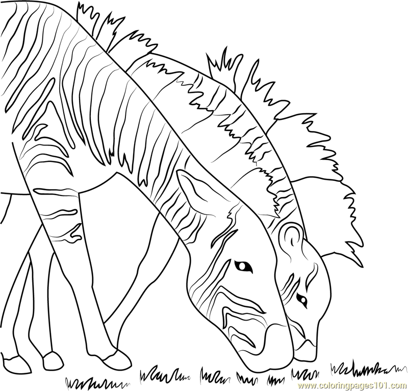 Two Zebras Coloring Page For Kids Free Zebra Printable Coloring Pages 