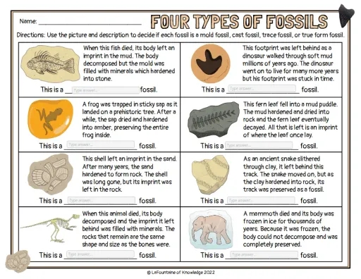 Types Of Fossils Interactive Worksheet Edform Worksheets Library
