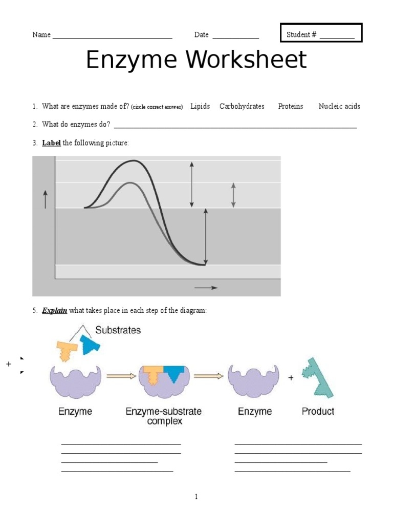 Unit 1 Enzyme Worksheet PDF Worksheets Library