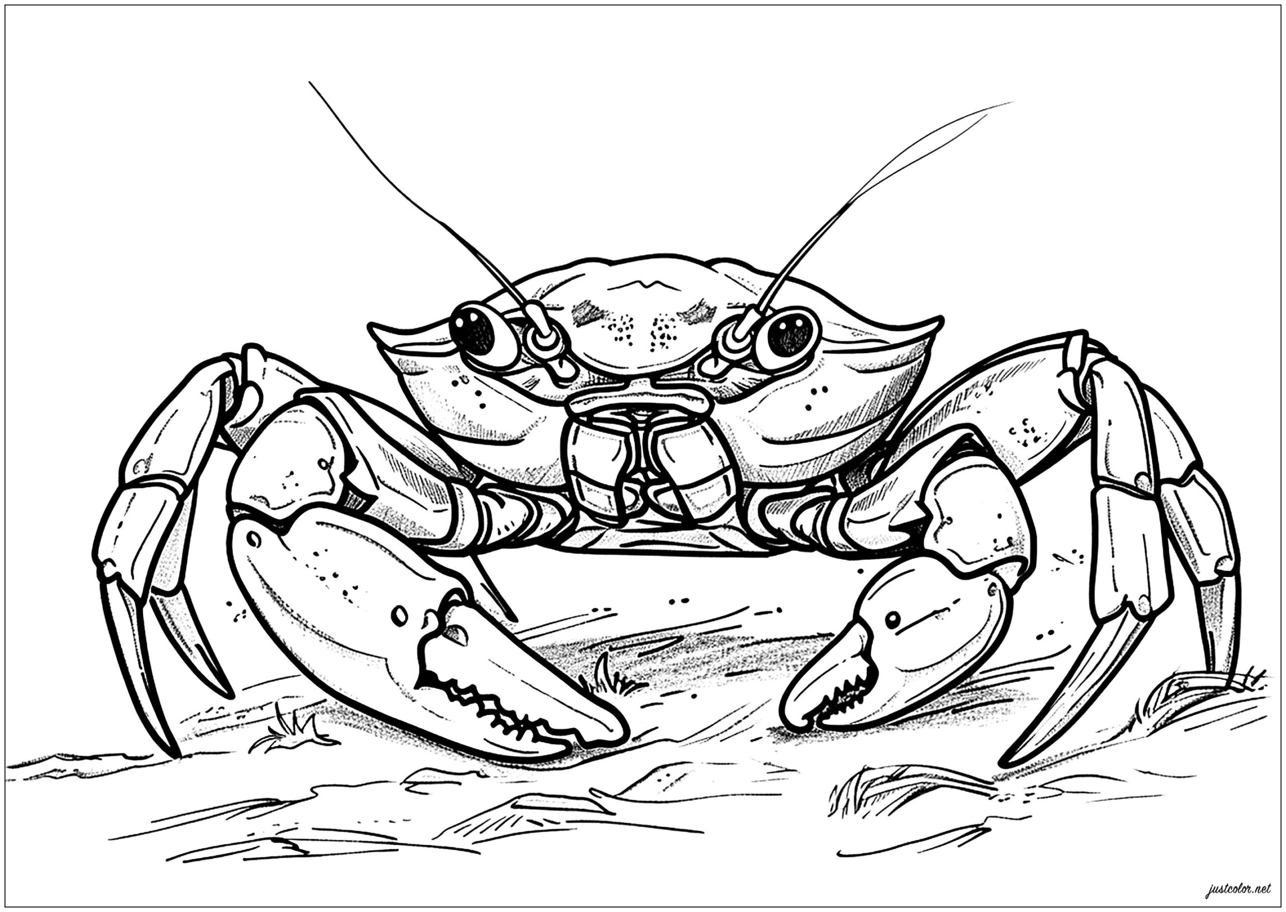 Very Realistic Crab Crab Coloring Pages For Kids