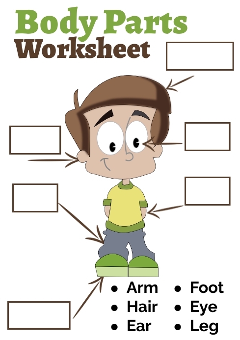 Worksheet Body Parts for Kindergarten Worksheets Library